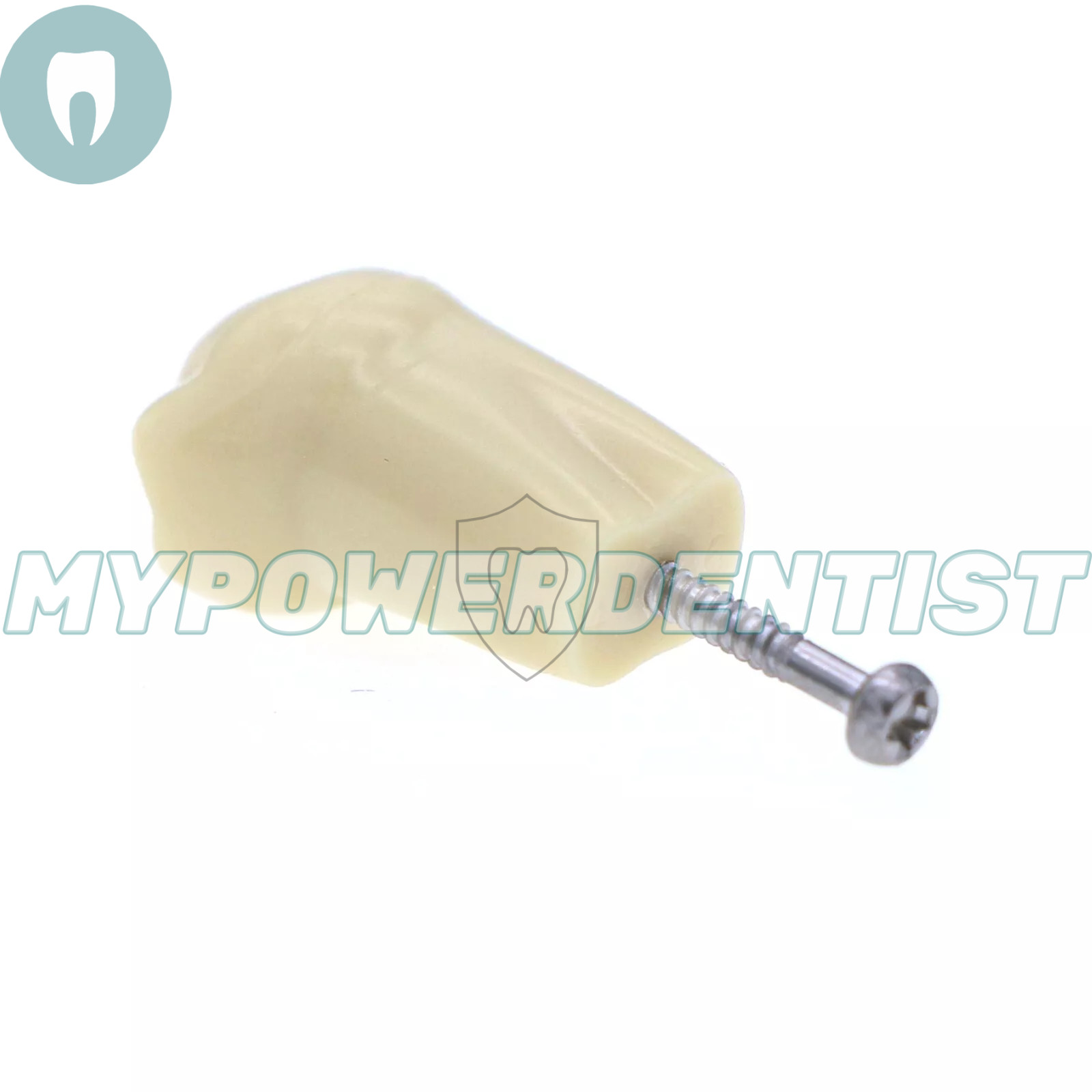 Frasaco Ag3 Type Dental Restorative Typodont Model 32Pcs Removable Teeth M8014-2