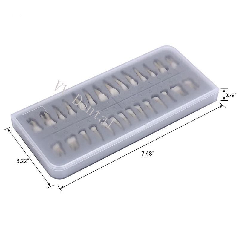 Dental 1:1 Adult Permanent Teeth Model Typodont Study Teach Upper Lower 28 Pcs