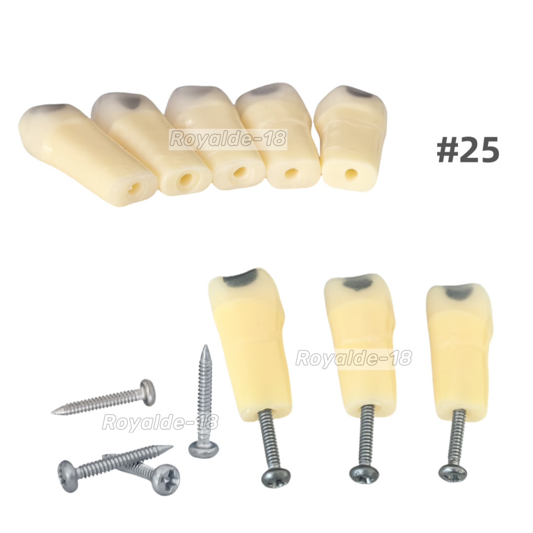 Dental Cavity Teeth Teaching Caries Model Teaching Fits Frasaco AG-3 #25