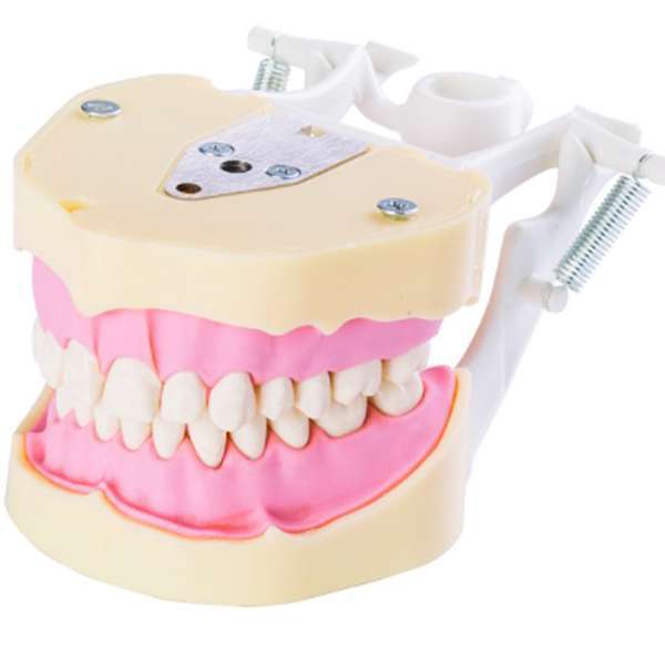 RMH3 Dental Jaw Study Model (28) – AG3 Compatible, Set of 28