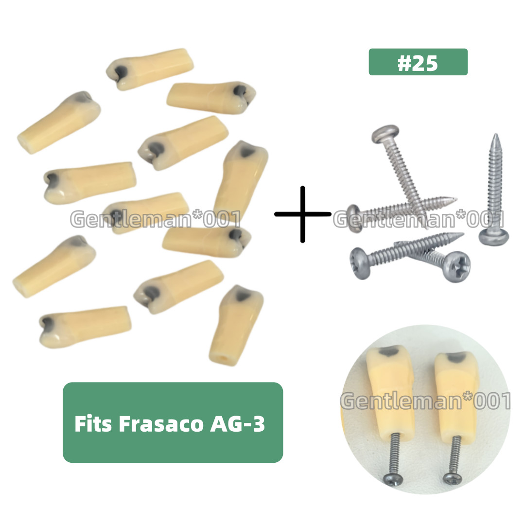 Dental Cavity Teeth Teaching Caries Model Teaching Fits Frasaco AG-3 #25