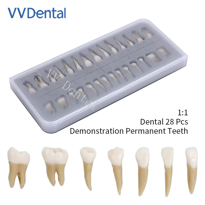 Dental 1:1 Adult Permanent Teeth Model Typodont Study Teach Upper Lower 28 Pcs