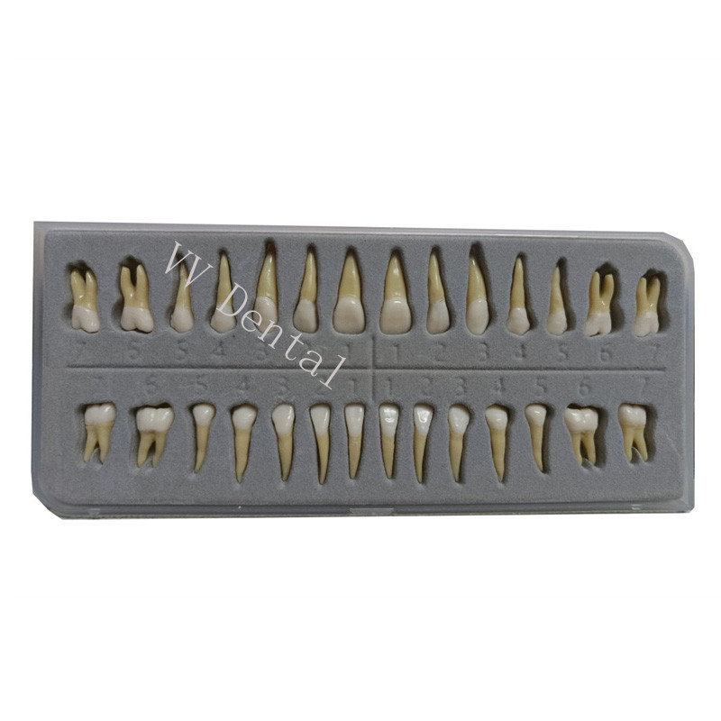 Dental 1:1 Adult Permanent Teeth Model Typodont Study Teach Upper Lower 28 Pcs