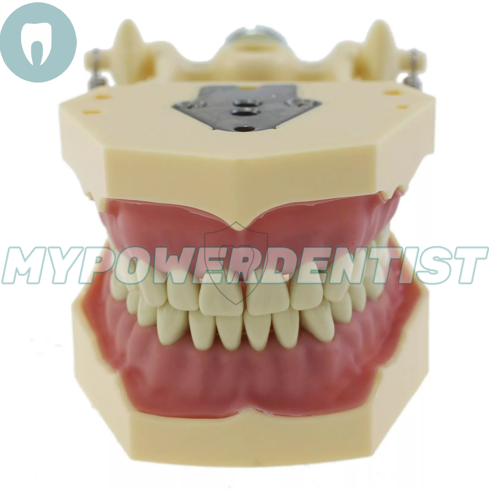 Frasaco Ag3 Type Dental Restorative Typodont Model 32Pcs Removable Teeth M8014-2