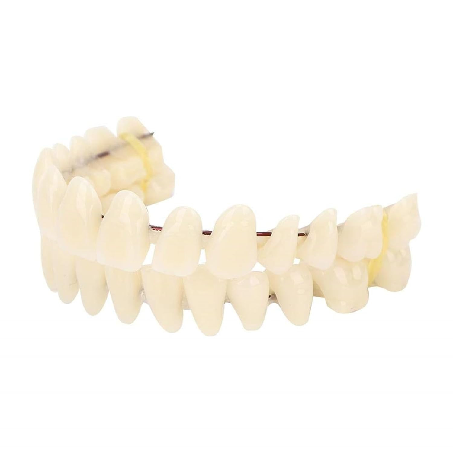 2Pack /20 Set Resin Denture False Teeth, Teeth Teaching Model Resin Denture US