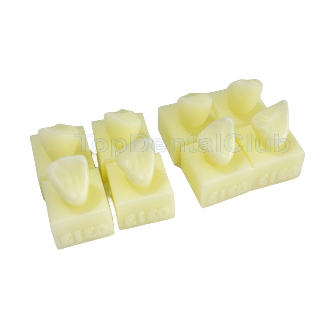 Anterior Dental Composite Resin Dentist Study Test Model Practise Teeth Filling