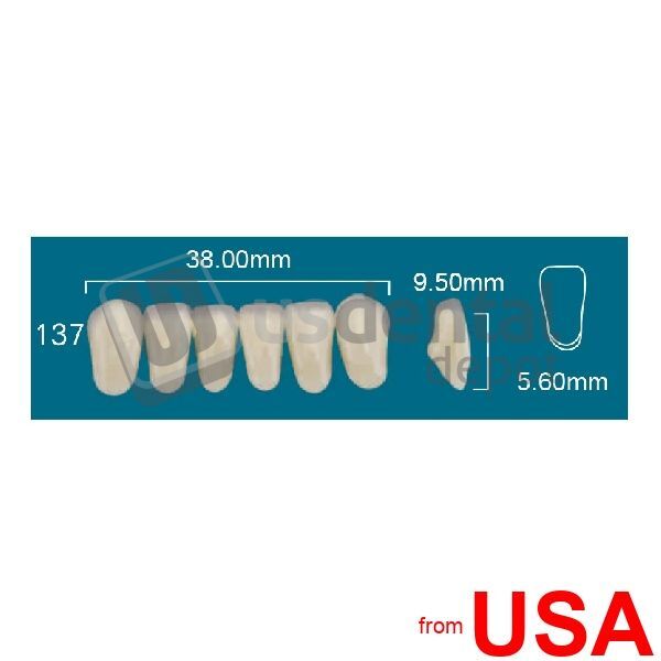 RAFAEL 137 Lower Anterior A3 (1 X 6) – Square Rafael 2 layers Denture Ac 114719