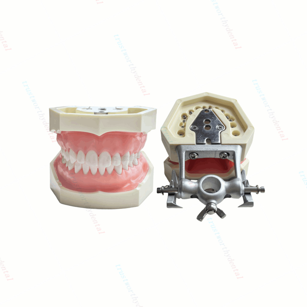 Dental Typodont Model with Removable Teeth M8011 DP 32 Demonstration Teach Study