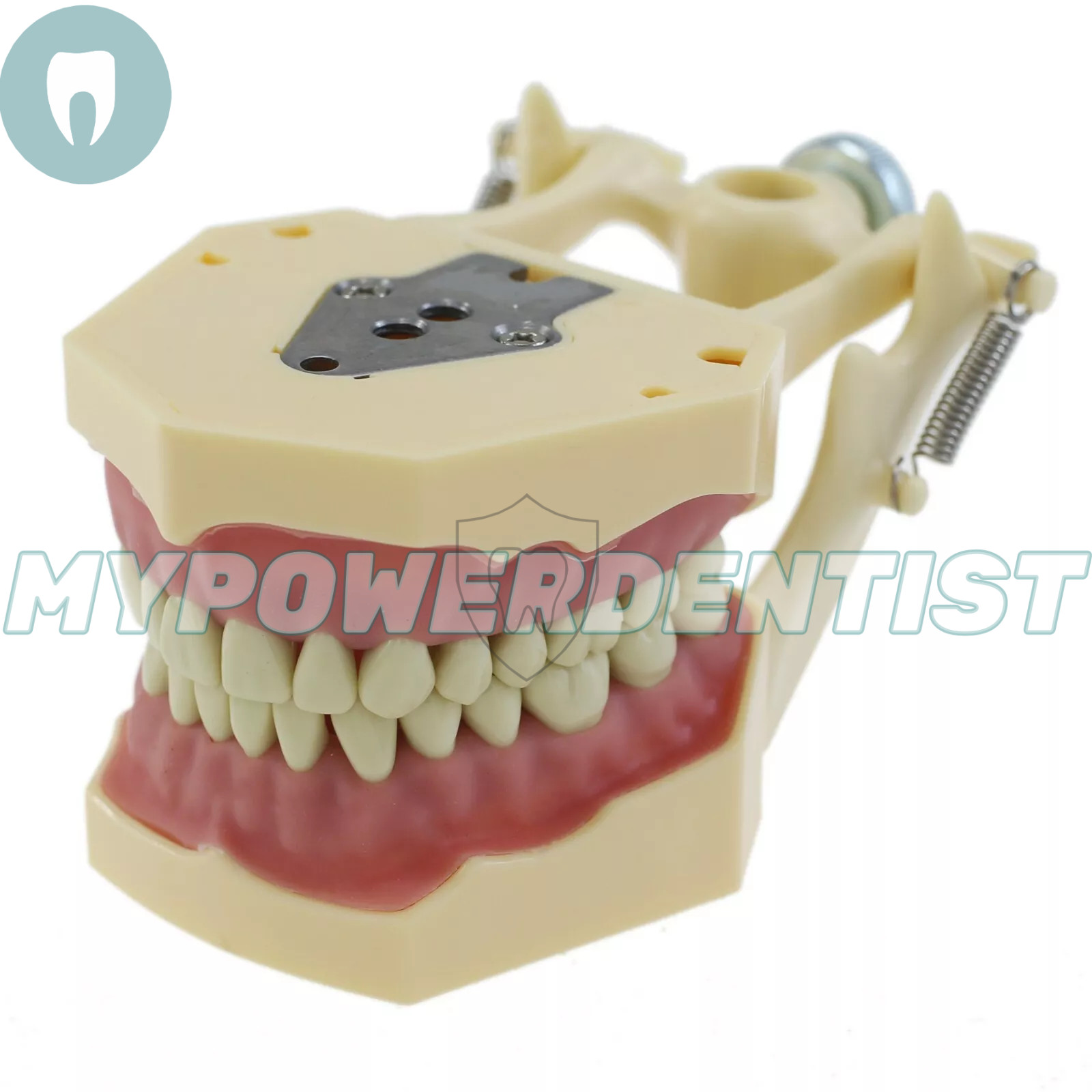 Frasaco Ag3 Type Dental Restorative Typodont Model 32Pcs Removable Teeth M8014-2