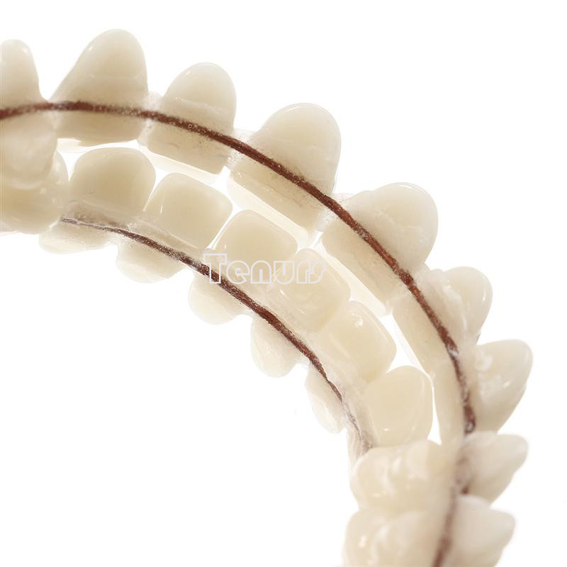 5setResin Teeth 22/23/24 #A2 Denture Manufactured Artificial Preformed Dentition