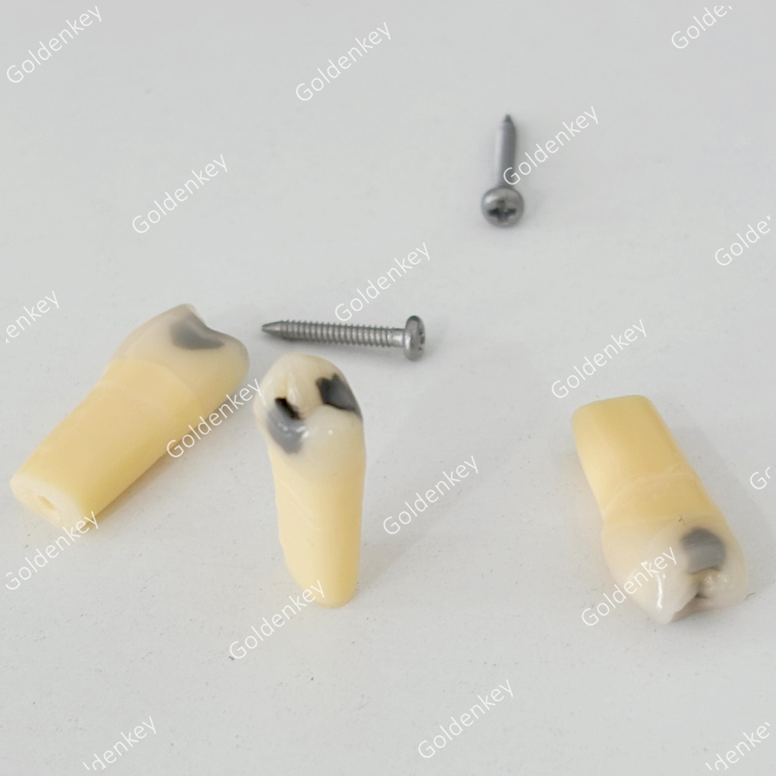 Dental Teeth Model Cavities 25 Fit Frasaco AG-3 Undermining Caries Train Replace