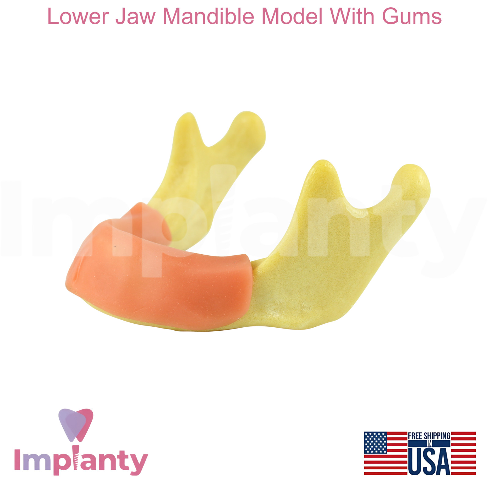 Lower Jaw Mandible Model With Gums Dental Teaching and Dentistry Practice Aid