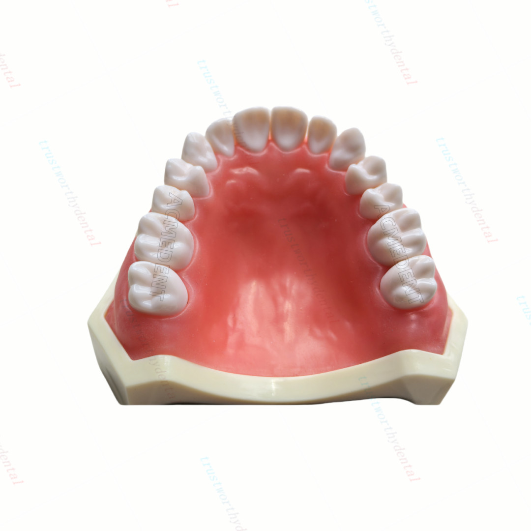 Dental Typodont Model with Removable Teeth M8011 DP 32 Demonstration Teach Study