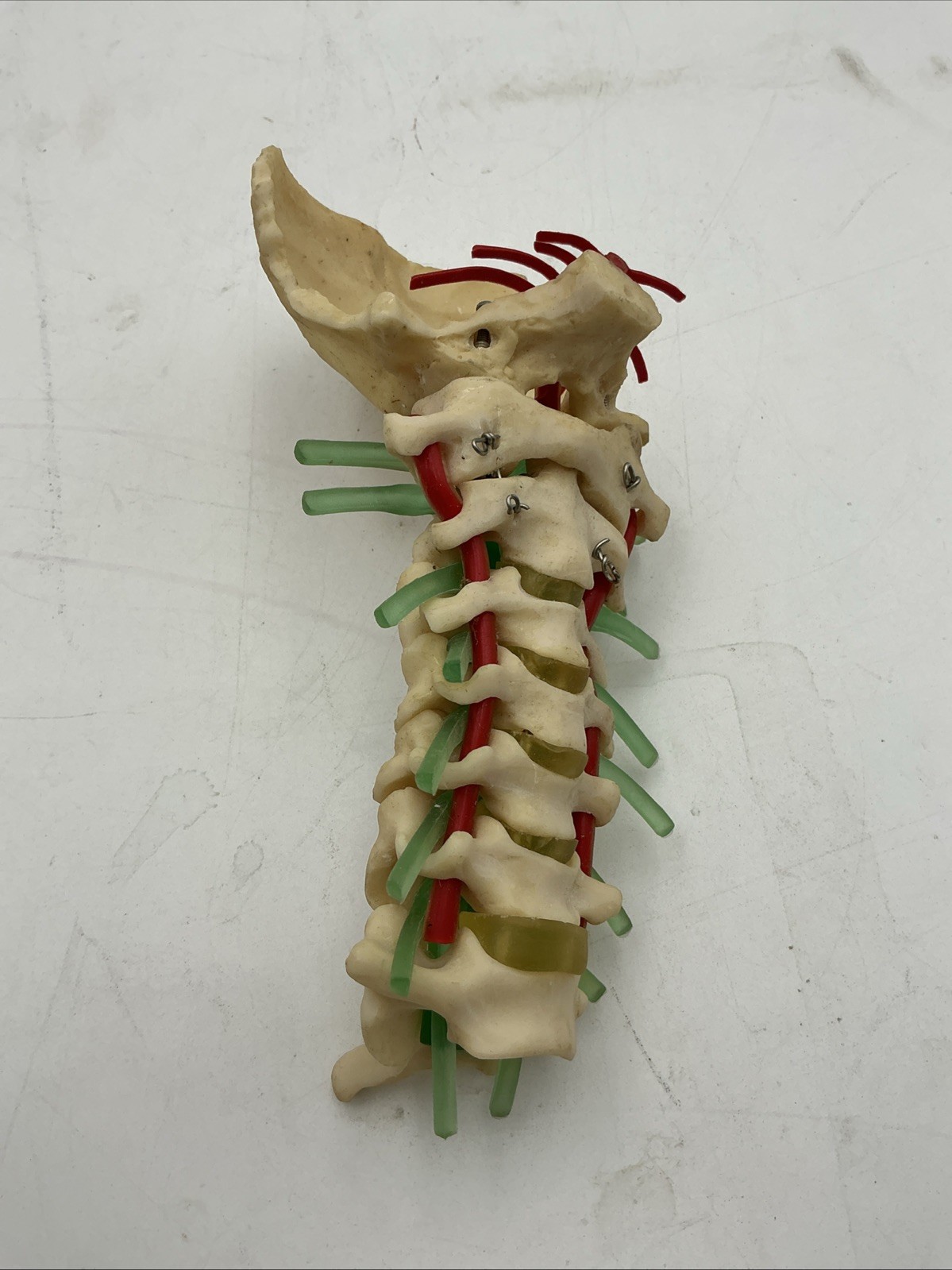 Medical Plastics Laboratory Cervical Spine with Occipital, Vertebrae Model
