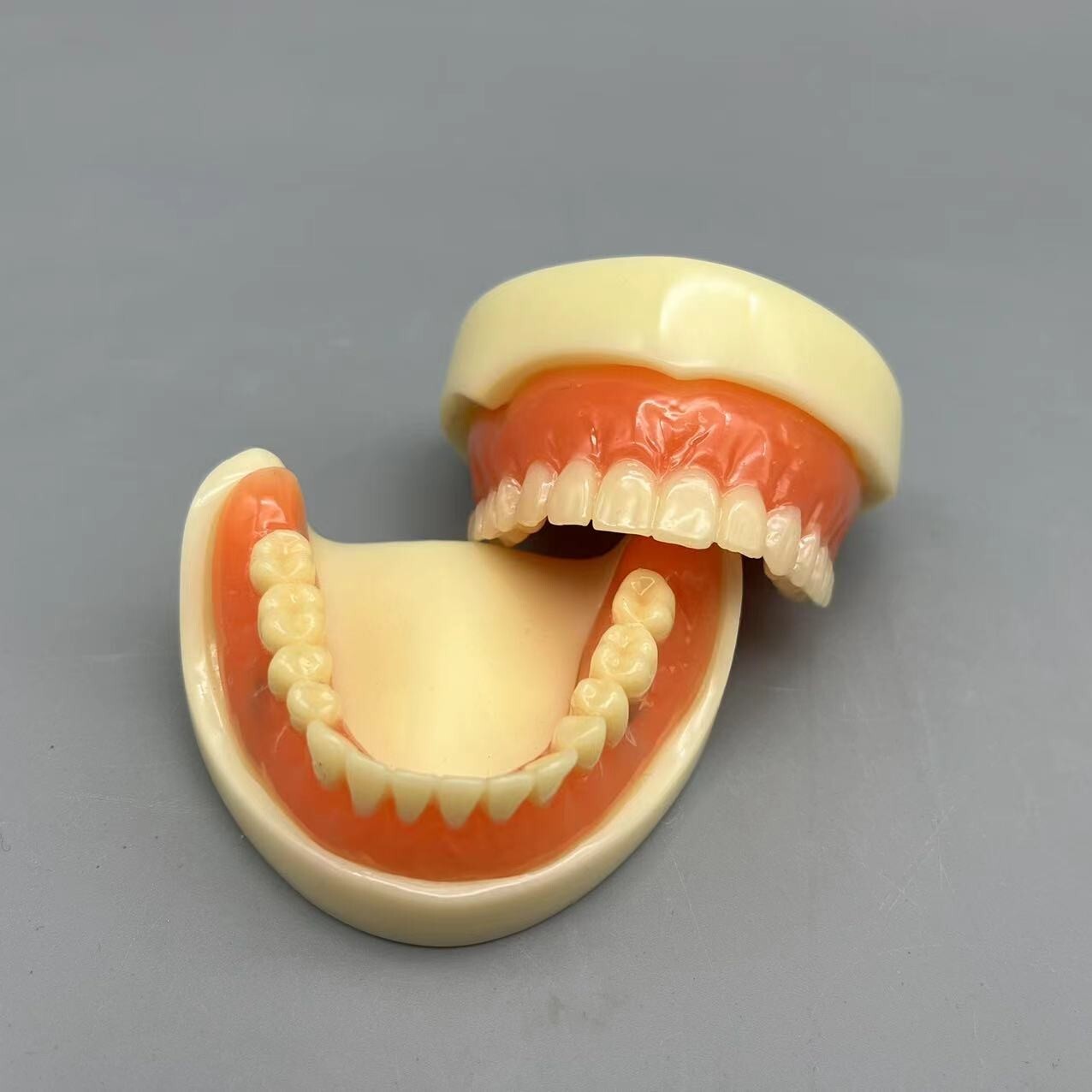 Dental 2 Implants Overdenture Typodont Restoration Upper Lower Lower Teeth Model