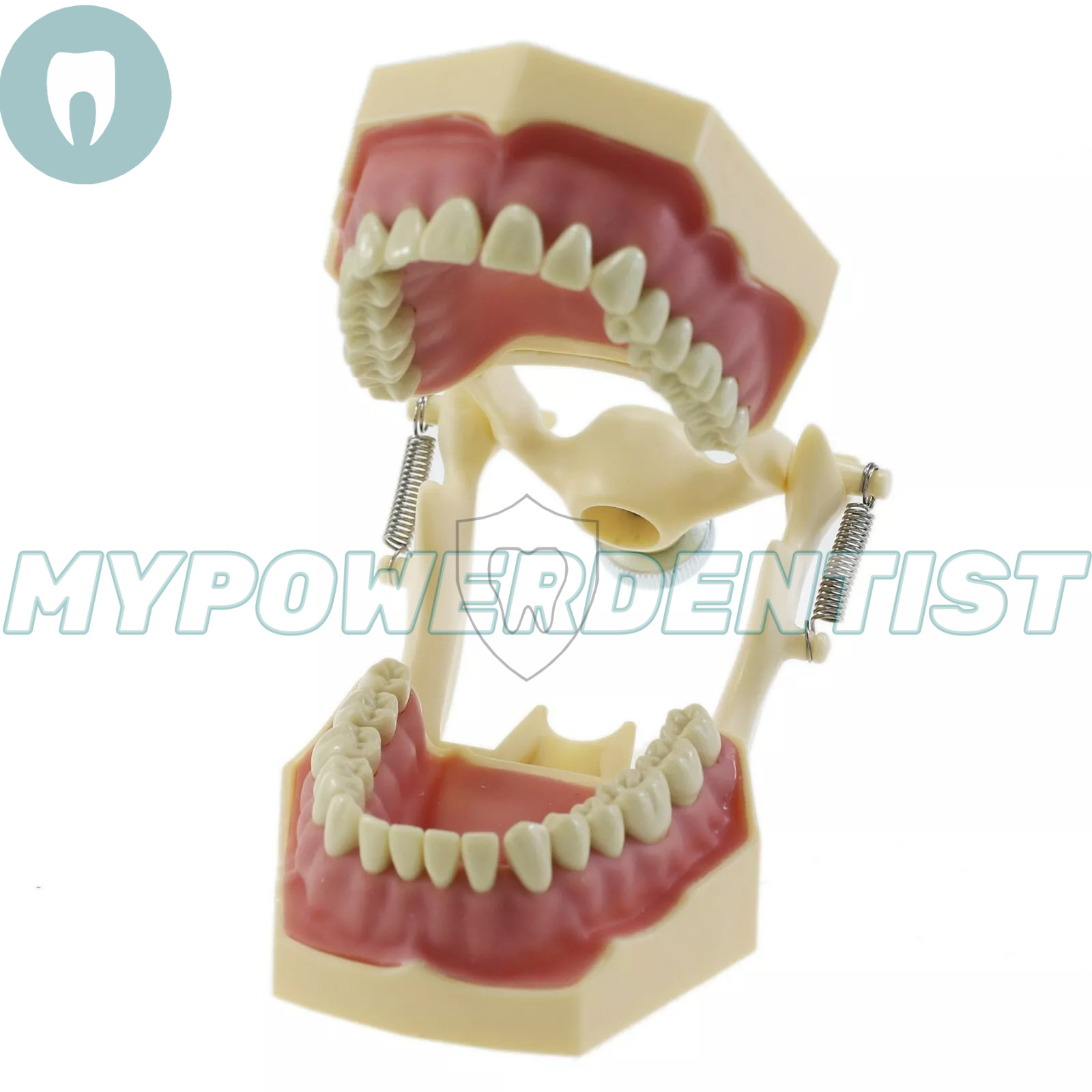 Frasaco Ag3 Type Dental Restorative Typodont Model 32Pcs Removable Teeth M8014-2