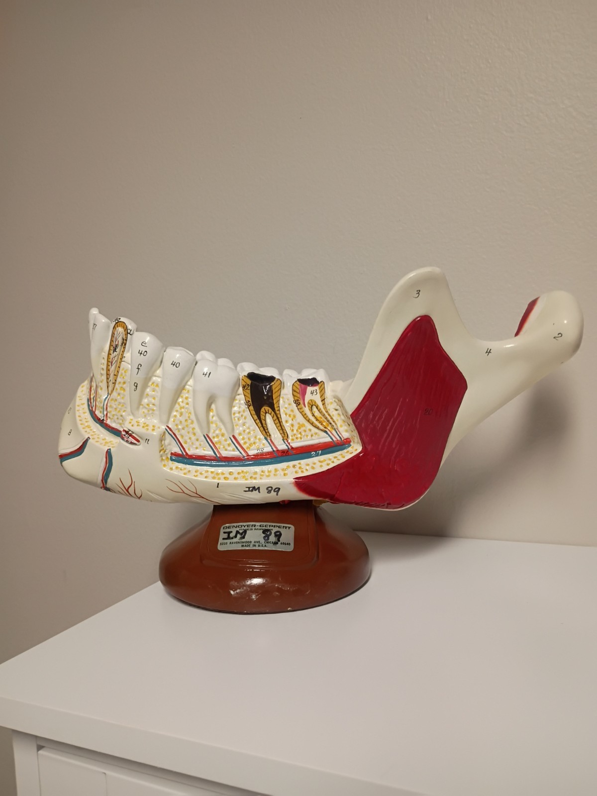 Denoyer Geppert Vintage Anatomical Wood Model Stand Lower Jaw Adult Teeth IM89