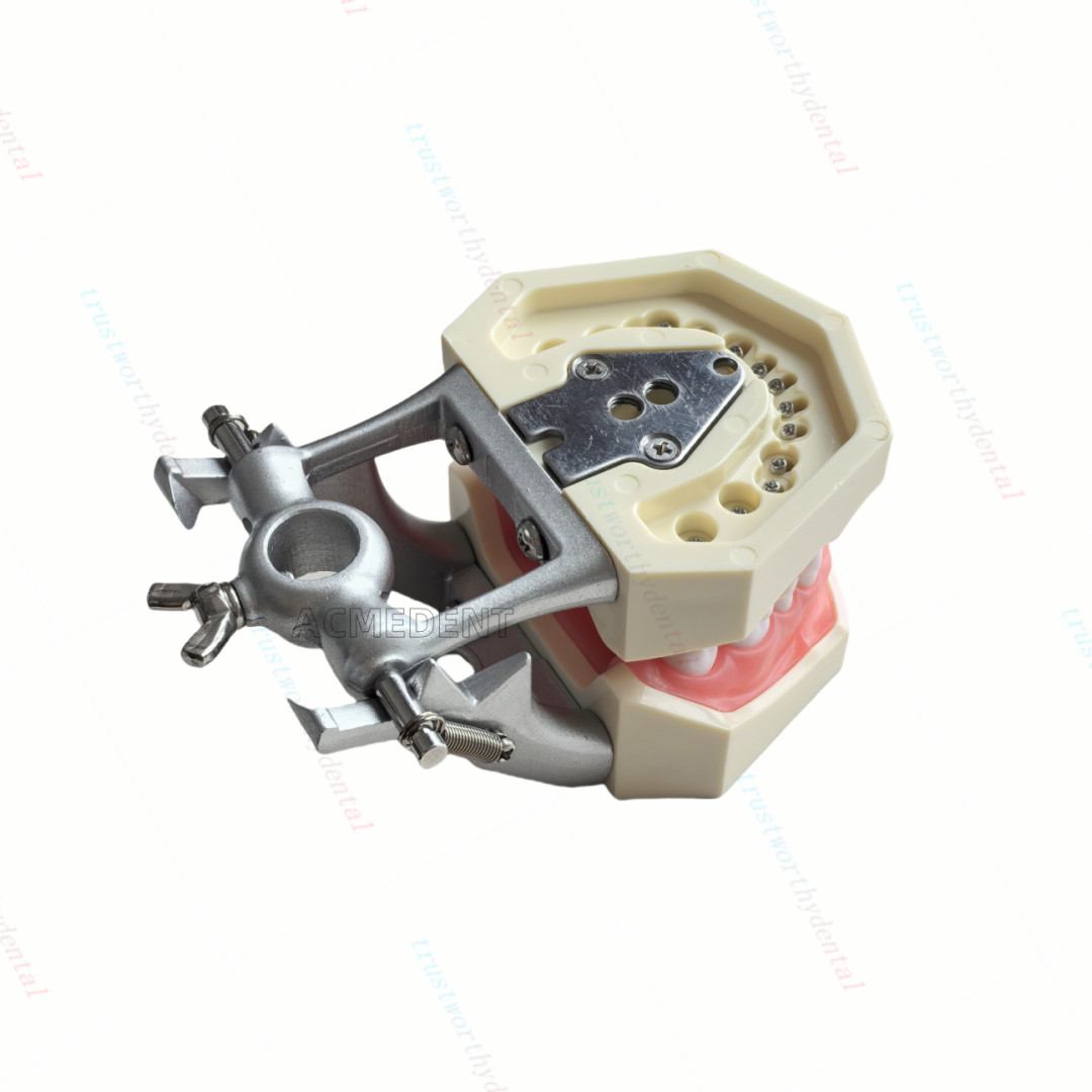 Dental Typodont Model with Removable Teeth M8011 DP 32 Demonstration Teach Study