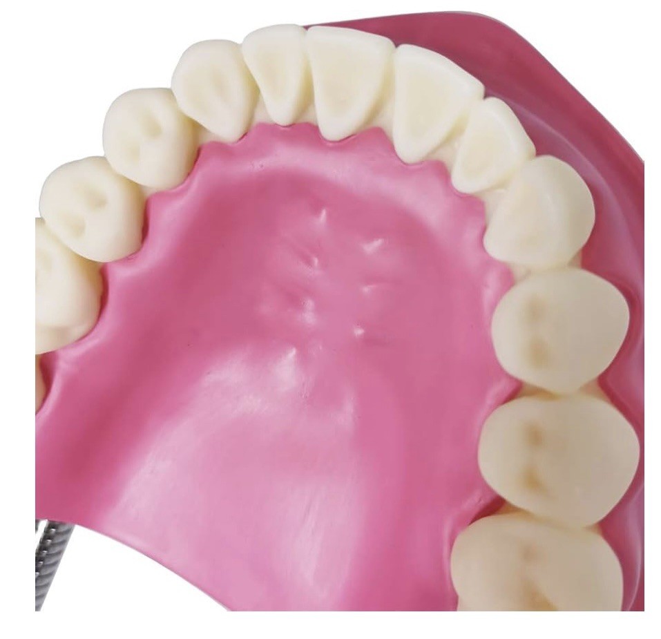 EVOTECH SCIENTIFIC Dental Teeth Care Model, W/Giant Toothbrush teaching tool