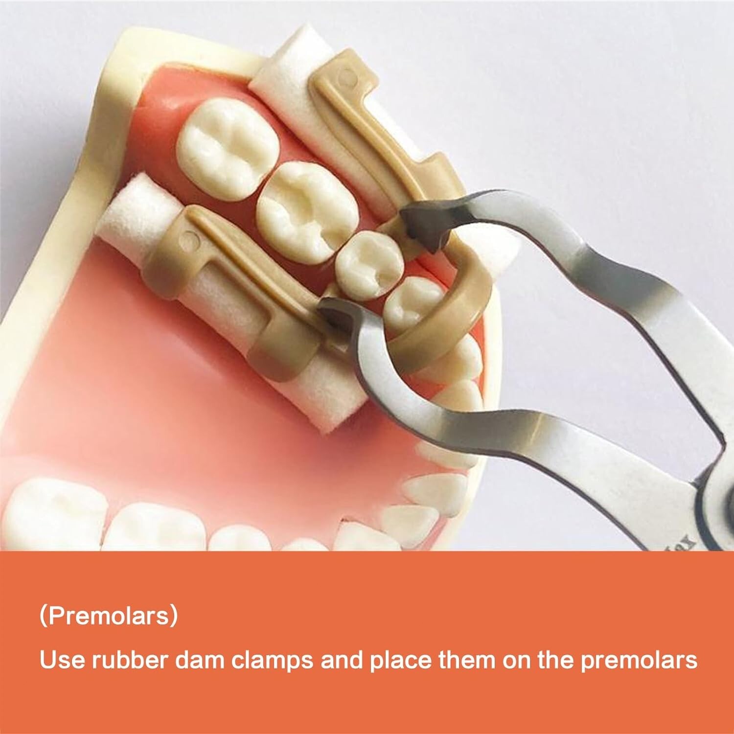 Dental Moisture Clip Cotton Roll Holder Clips Resin Fixed Premolar Molar Clamps