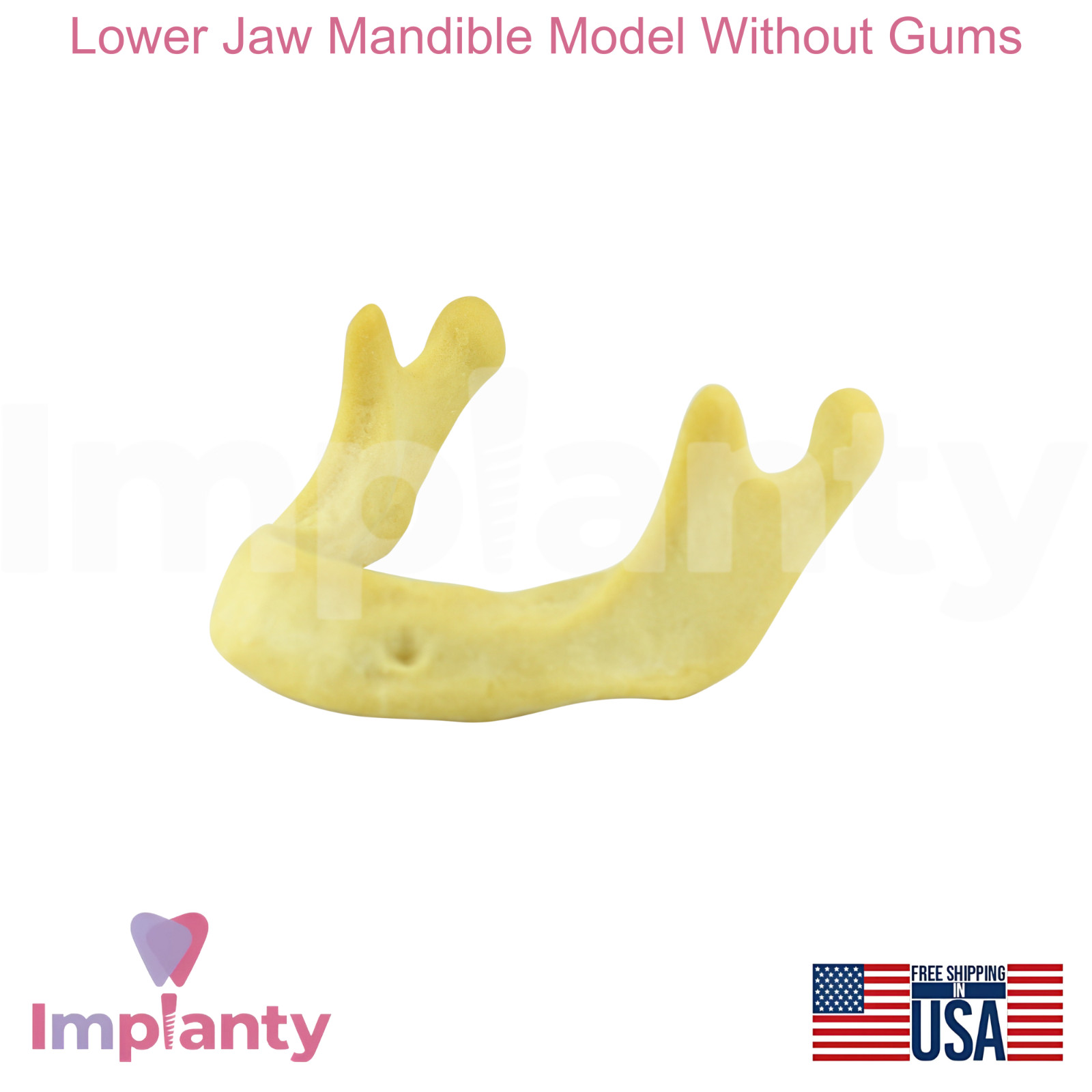 Lower Jaw Mandible Model Without Gums Dental Teaching Dentistry Practice Aid