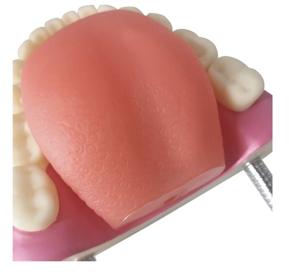 EVOTECH SCIENTIFIC Dental Teeth Care Model, W/Giant Toothbrush teaching tool