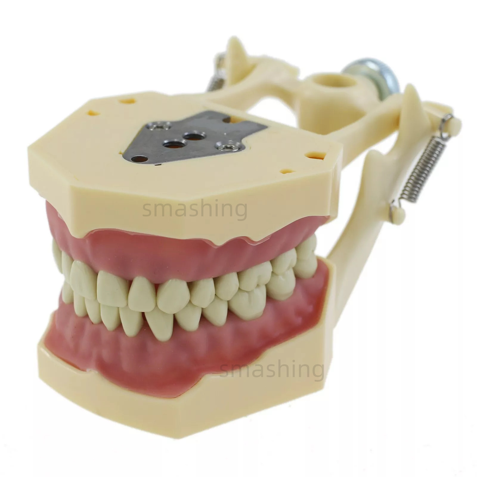 Dental Frasaco AG3 Type Model Typodont Replacement 32PC Removable Teeth AG-3