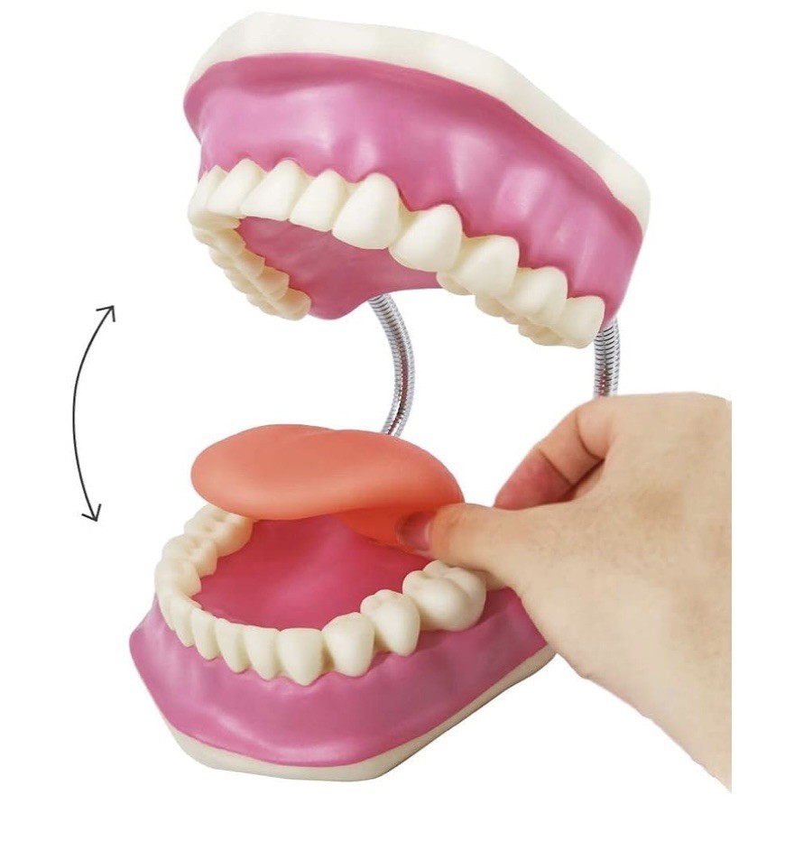 EVOTECH SCIENTIFIC Dental Teeth Care Model, W/Giant Toothbrush teaching tool