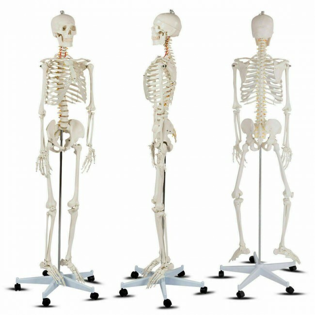 70.8″ Life-size Skeleton Model Human Anatomy Medical Students W/Rolling Stand