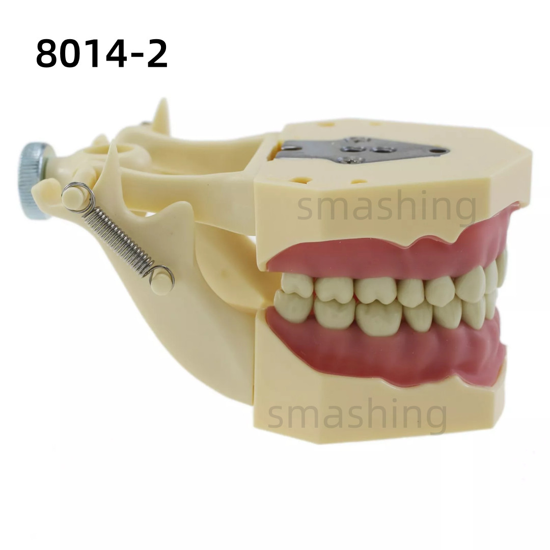 Dental Frasaco AG3 Type Model Typodont Replacement 32PC Removable Teeth AG-3