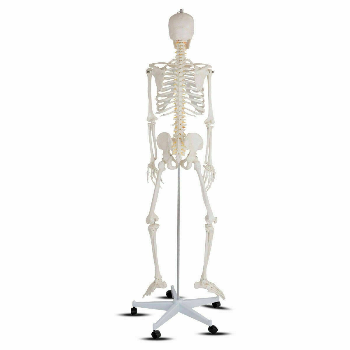 New Life Size Human Anatomical Anatomy Skeleton Medical Model, Stand