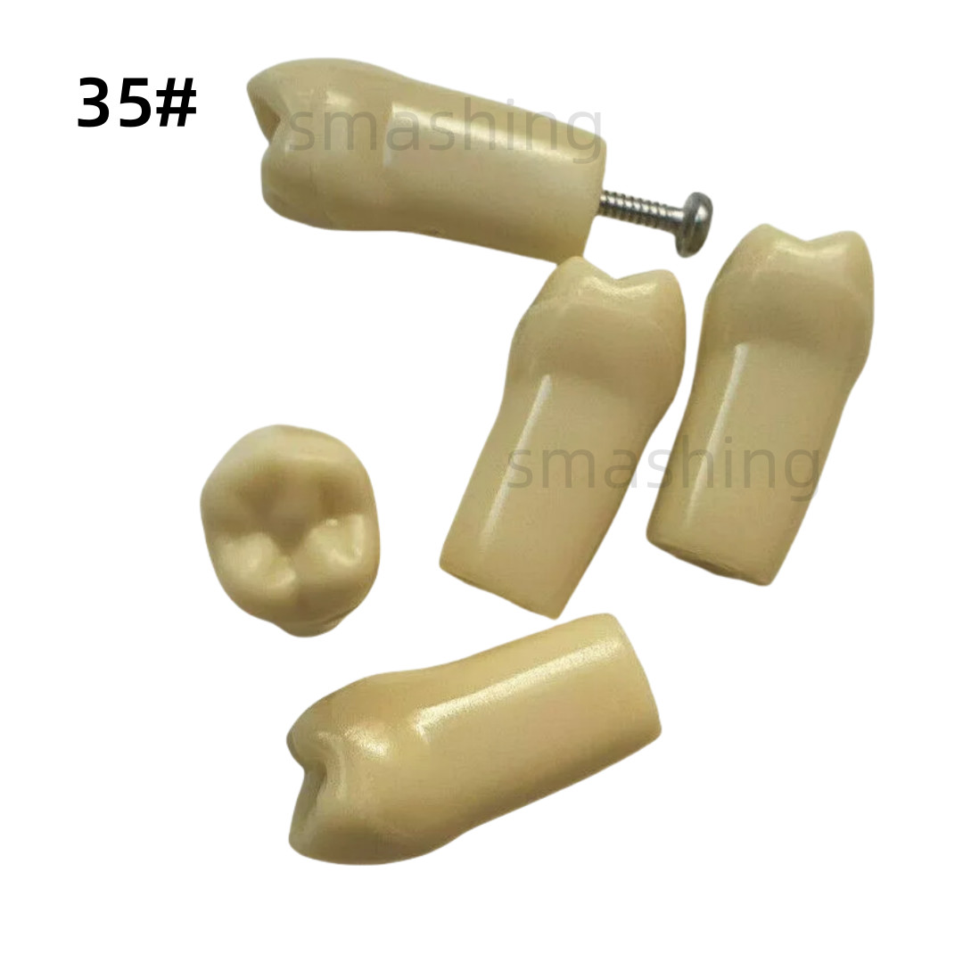 Dental Frasaco AG3 Type Model Typodont Replacement 32PC Removable Teeth AG-3