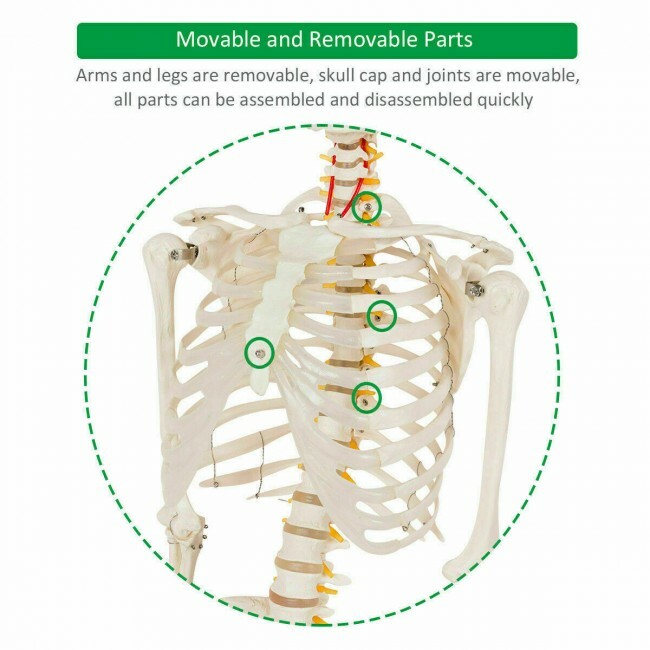 70.8″ Life-size Skeleton Model Human Anatomy Medical Students W/Rolling Stand