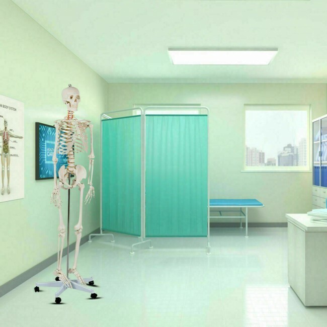 70.8″ Life-size Skeleton Model Human Anatomy Medical Students W/Rolling Stand