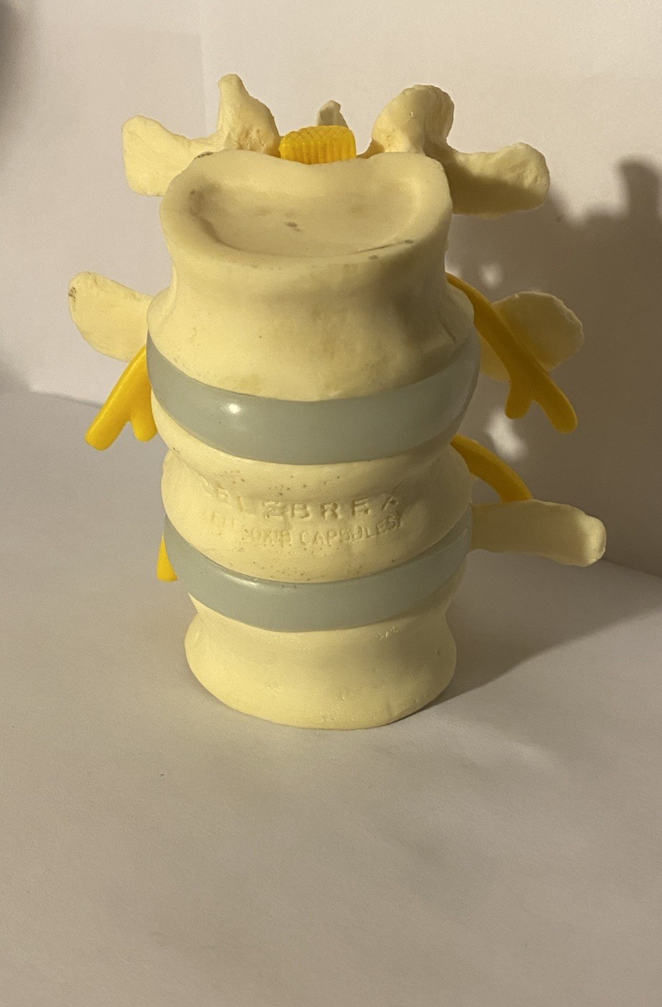 Celebrex Life-Size Lumbar Vertebrae with Lumbar Nerve Anatomical Model