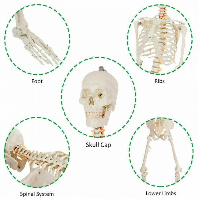 70.8″ Life-size Skeleton Model Human Anatomy Medical Students W/Rolling Stand