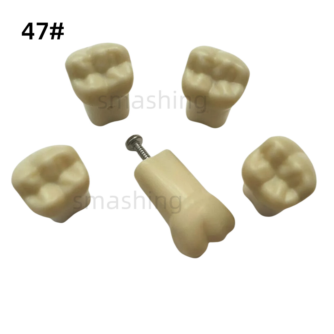 Dental Frasaco AG3 Type Model Typodont Replacement 32PC Removable Teeth AG-3