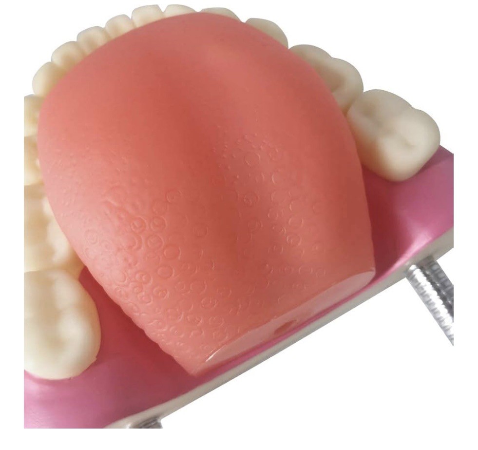 EVOTECH SCIENTIFIC Dental Teeth Care Model, W/Giant Toothbrush teaching tool