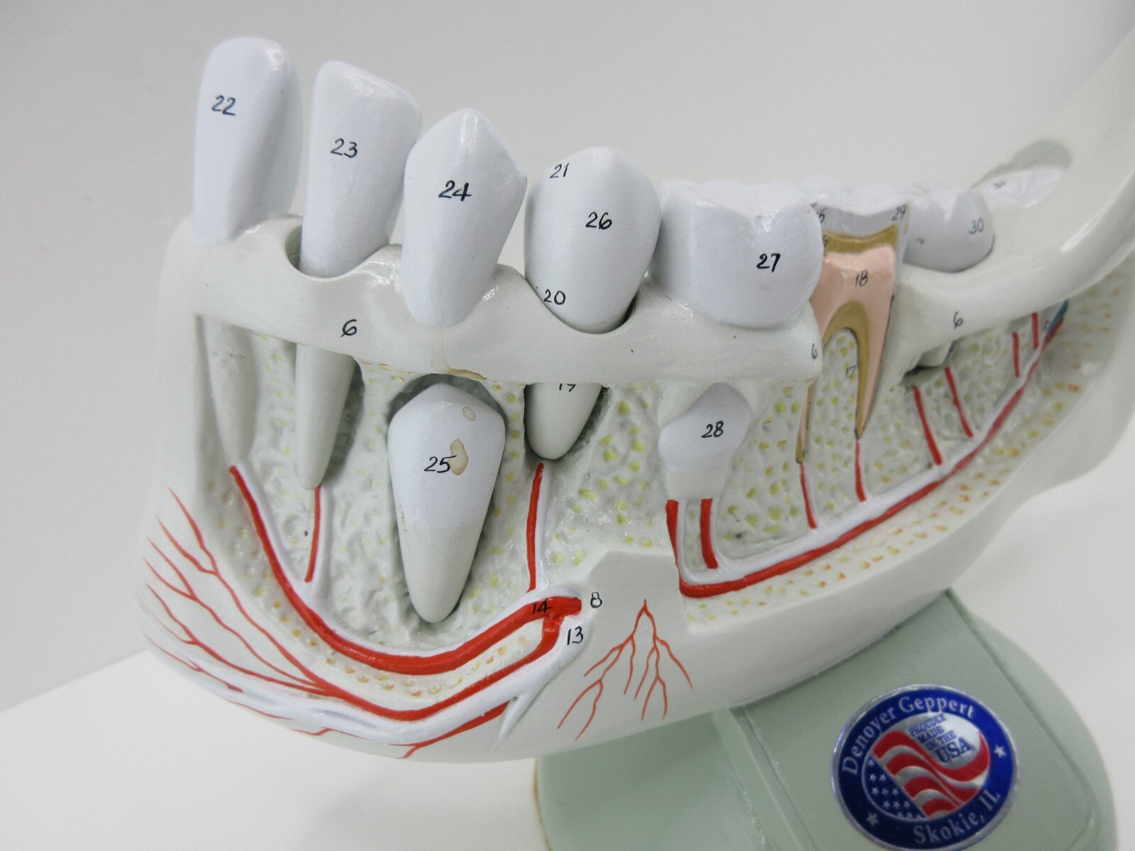 Denoyer Geppert Anatomical Model – Lower Jaw Bone Teeth