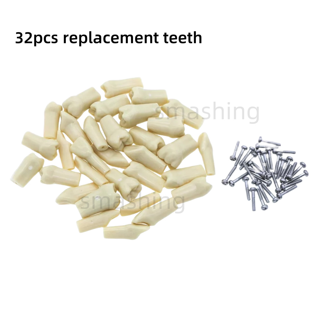 Dental Frasaco AG3 Type Model Typodont Replacement 32PC Removable Teeth AG-3