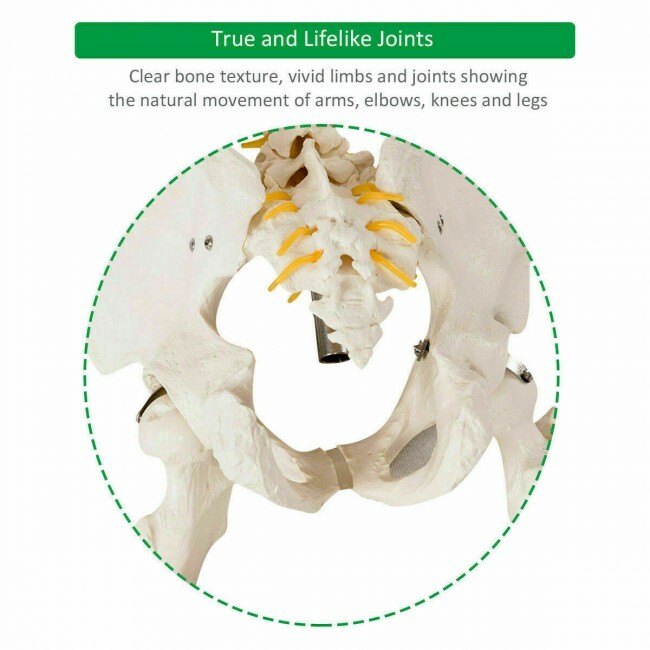 70.8″ Life-size Skeleton Model Human Anatomy Medical Students W/Rolling Stand